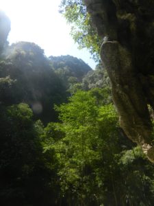 Piccola foresta tropicale interna alla Emerald Cave