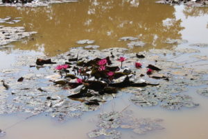 I fiori - unica cosa che si salva del laghetto