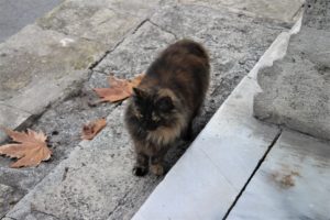 I Gatti di Istanbul - 3