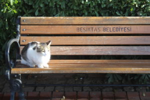 I Gatti di Istanbul - 7